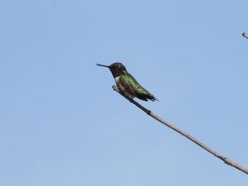 Low angle view on hummingbird perching on stick against clear sky