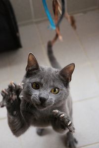 High angle portrait of cat on floor