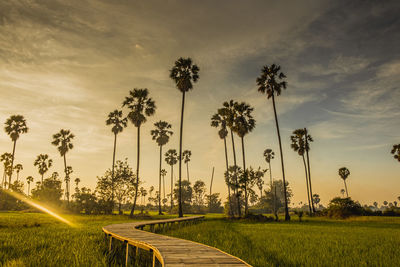 Beautiful wooden bamboo bridge among the tropical palm trees at sunset