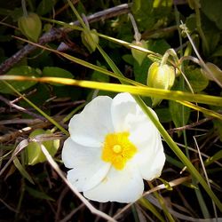 Close-up of white flowers