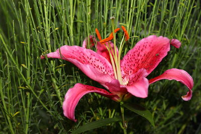 Close-up of pink flower on field