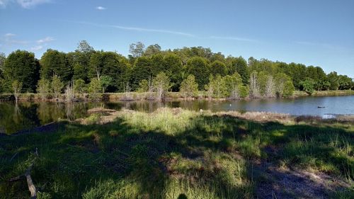 Scenic view of lake in forest against sky