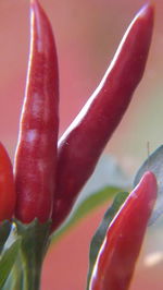 Close-up of red flower