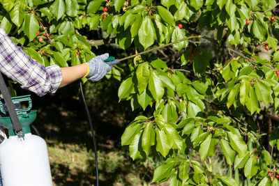 Midsection of woman holding plant