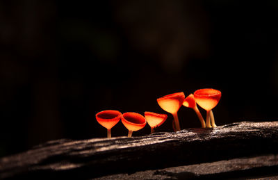 Close-up of red rose on wood against black background