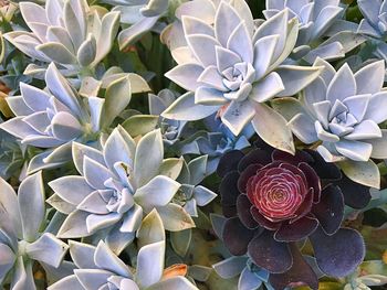 Full frame shot of flowers