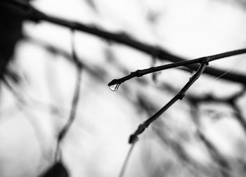 Close-up of raindrop on bare tree twig