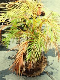 High angle view of palm tree by sea