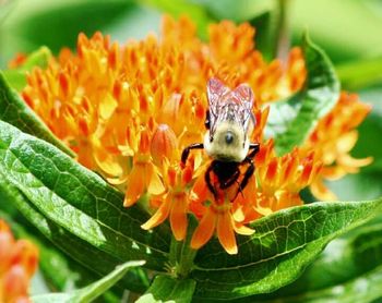 Close-up of insect on flower