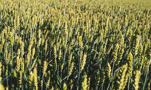 Full frame shot of wheat field