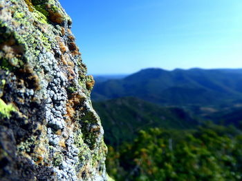 Close-up of moss on rock