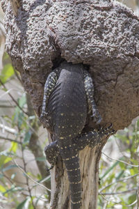 Close-up of a tree trunk