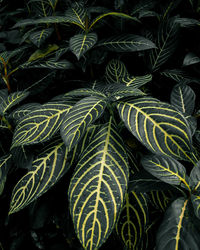 Full frame shot of succulent plant leaves