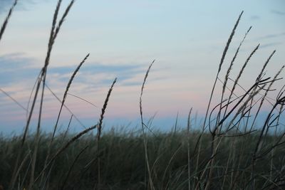 Close-up of grass on field against sky