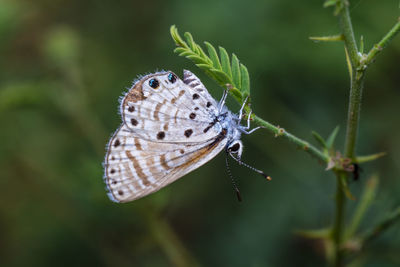 Close-up of butterfly on leaf