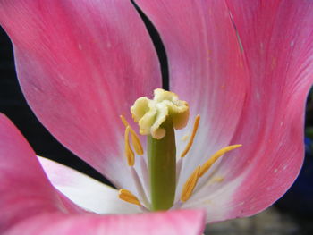 Macro shot of pink flower head