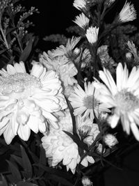 Close-up of flowers blooming outdoors