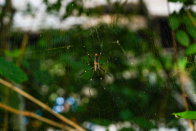 Close-up of spider on web