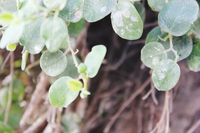 Close-up of raindrops on leaves