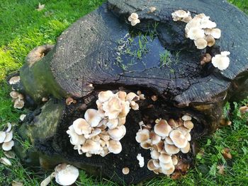 High angle view of mushrooms growing on field