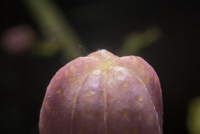 Close-up of wet fruit on plant