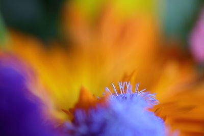 Close-up of purple flowers