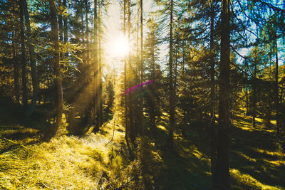 Sunlight streaming through trees in forest