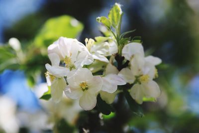 Close-up of white flowering plant