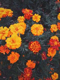 High angle view of orange flowers
