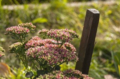 Close-up of pink flowers