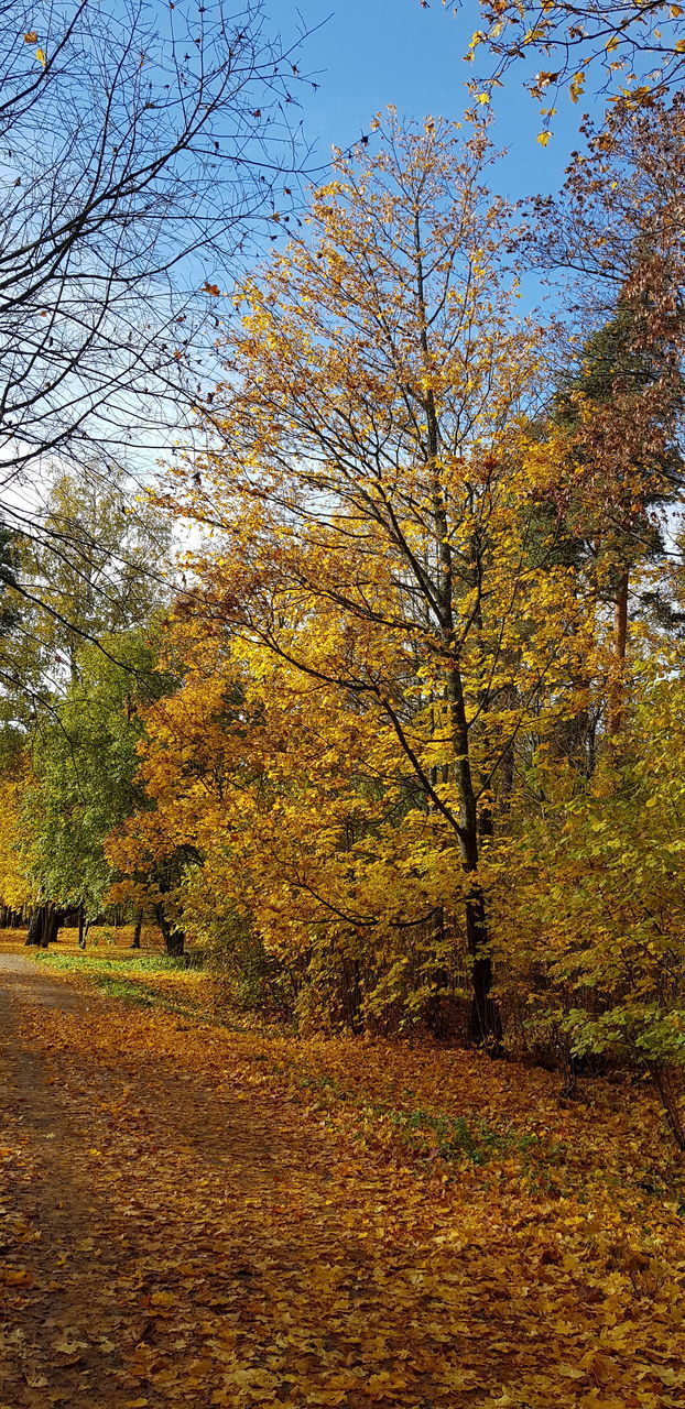 TREES AND PLANTS GROWING ON LAND