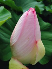 Close-up of pink flowers