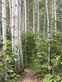 Trees in forest