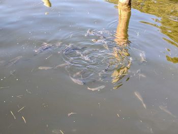 High angle view of turtle in lake