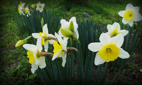 Close-up of white daffodil flowers