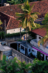 Palm trees by swimming pool of building