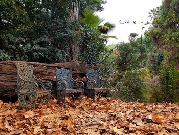 Sunlight falling on dry leaves in empty park during autumn