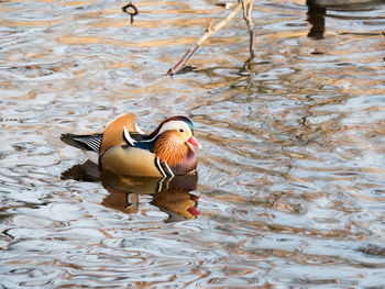 High angle view of duck swimming in lake