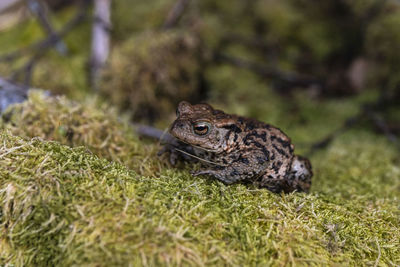 Close-up of lizard on grass