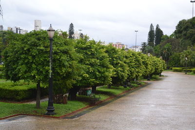 Trees in city against sky
