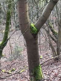 Trees in forest