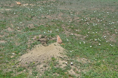 High angle view of bird perching on a field