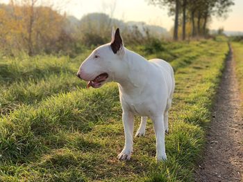 Dog standing on field