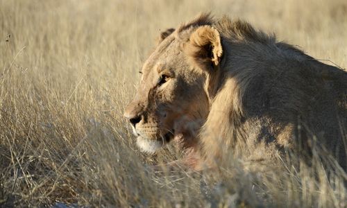 Lioness looking away