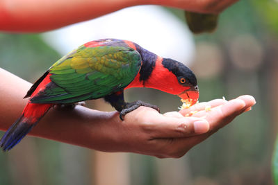 Cropped image of hand holding bird