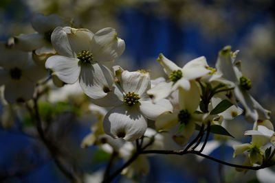 Close-up of fresh white cherry blossom tree