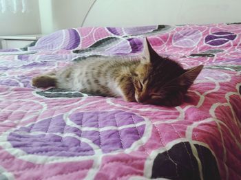 Cat relaxing on bed