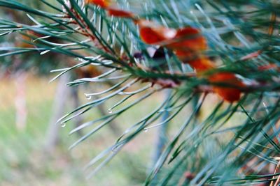 Close-up of pine tree