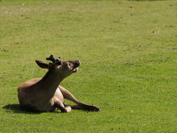 View of a horse on field