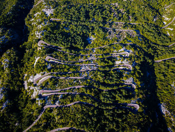 High angle view of trees and plants in forest